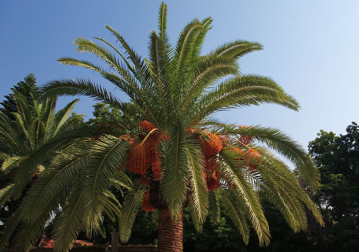 Palm Tree with Fruit