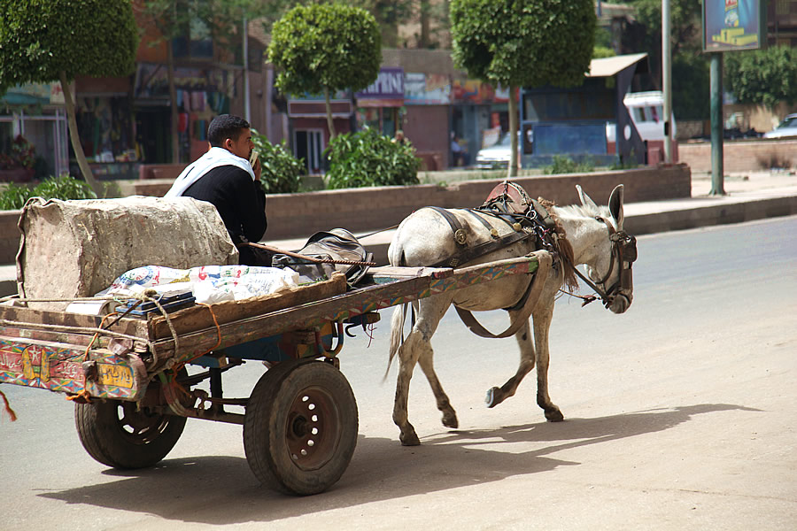 مصري يقود عربة في الجيزة، مصر