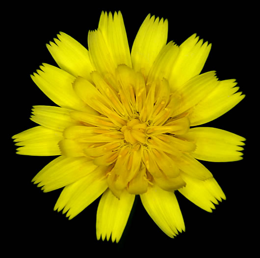 Yellow Flower