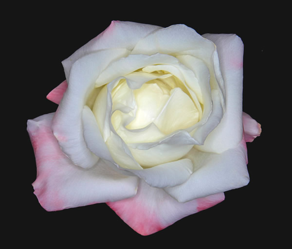 White Rose