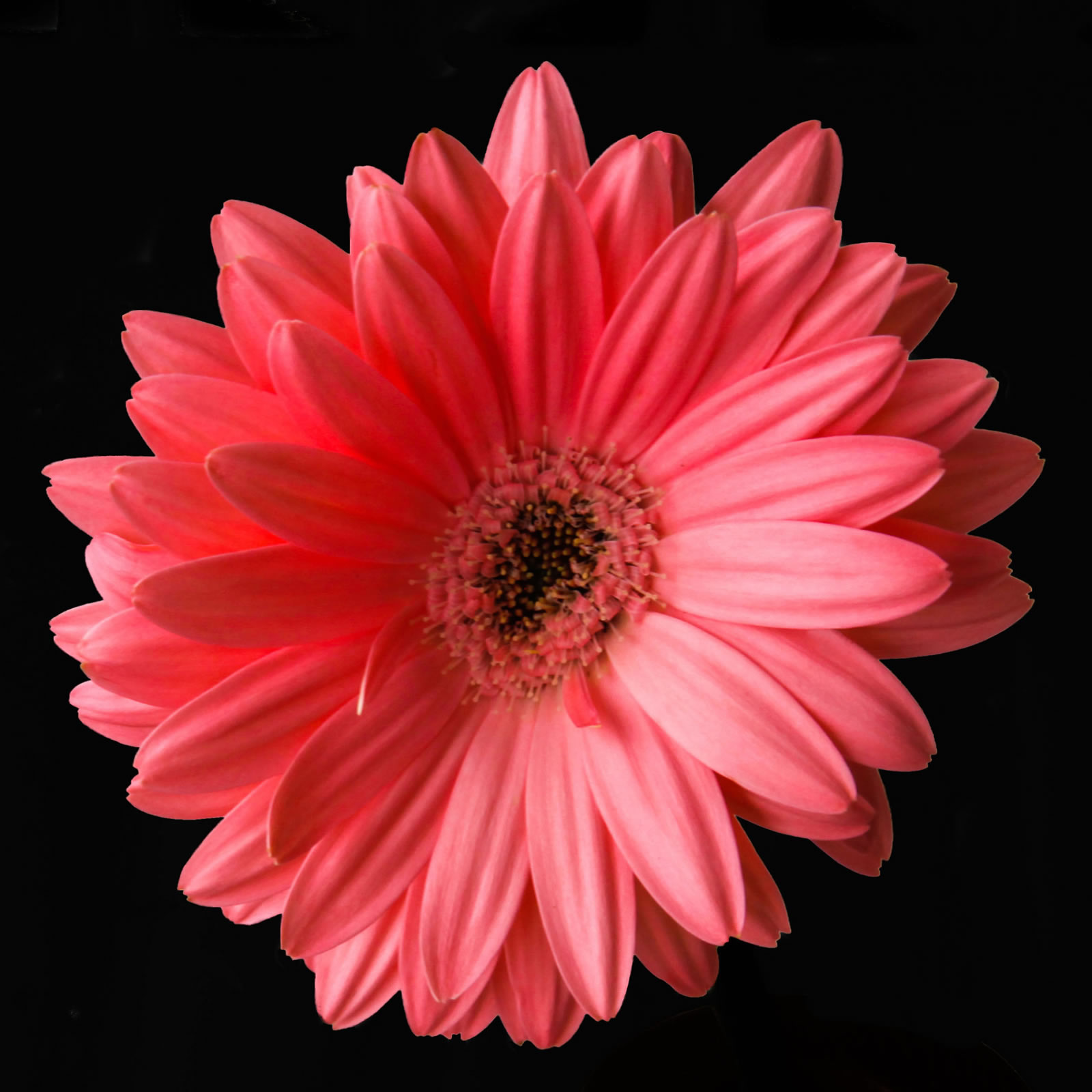Pink Aster Flower