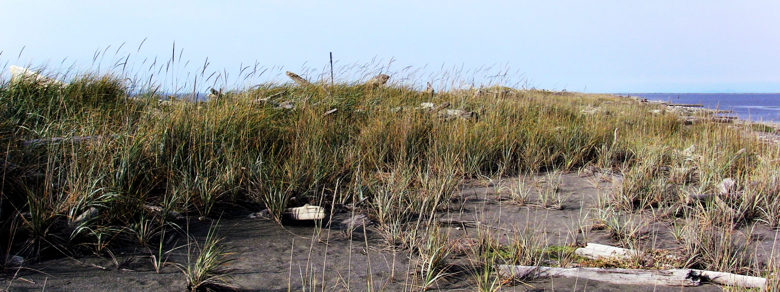 Beach with Salt grass 