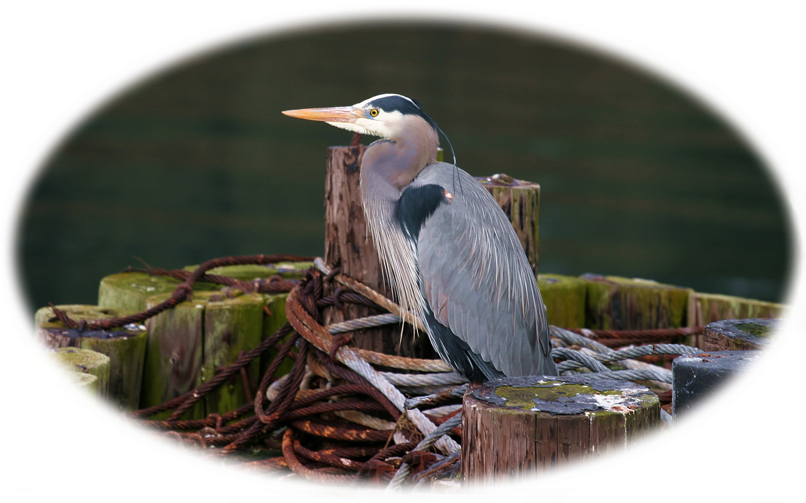 Great Blue Heron