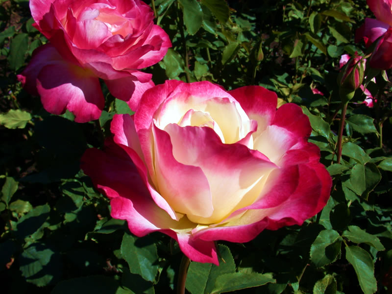 Roses in Butchart Gardens