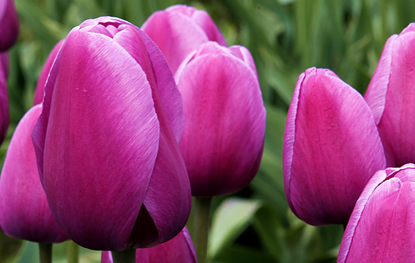 Tulip flowers