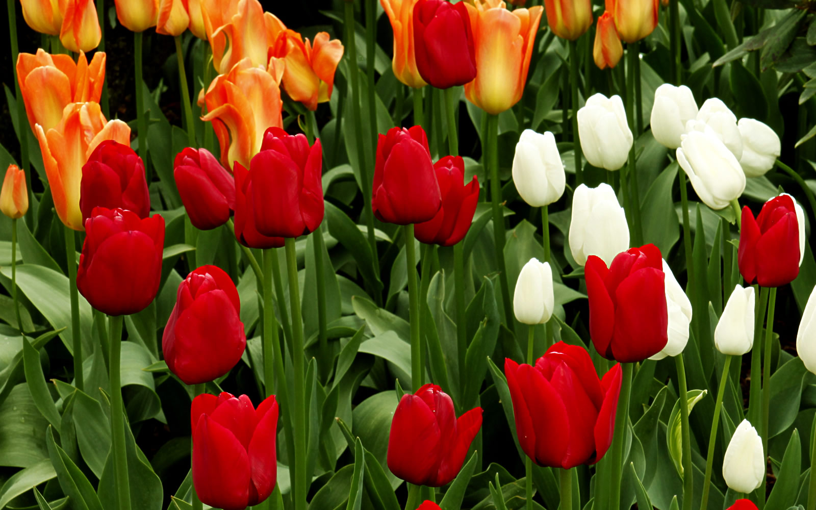 Tulip Flowers