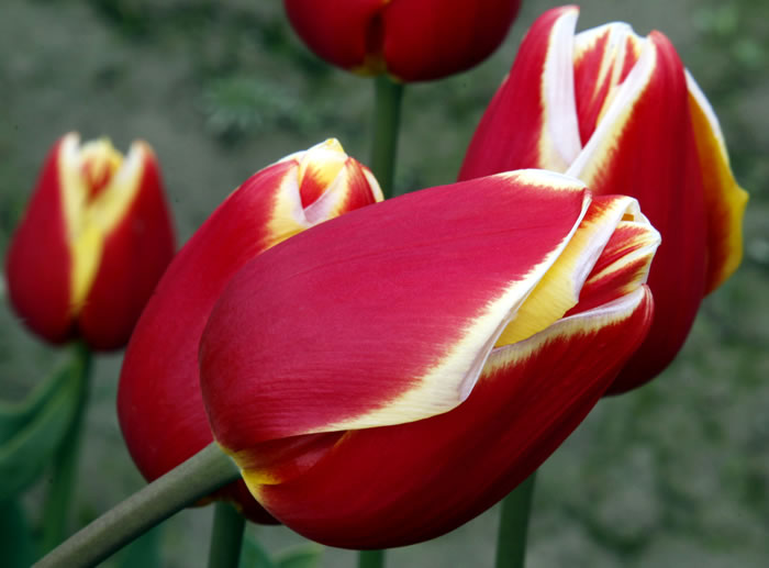 tulips