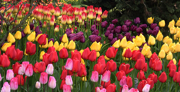 tulip flowers