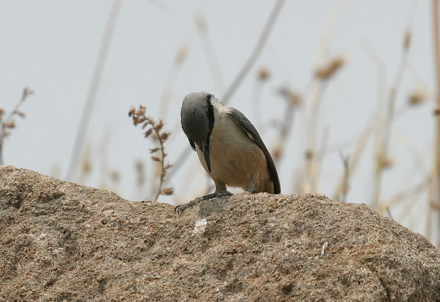 Eastern Rock Nuthatch (Sitta tephronota)