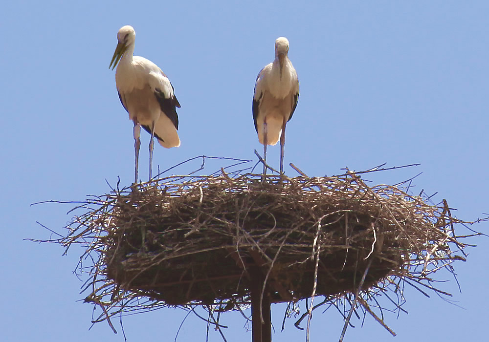 White Storks in Ancient Ephesus