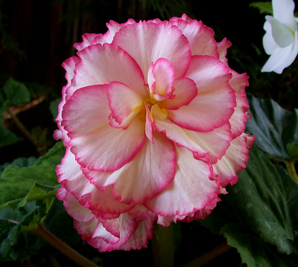 Red & White Flower