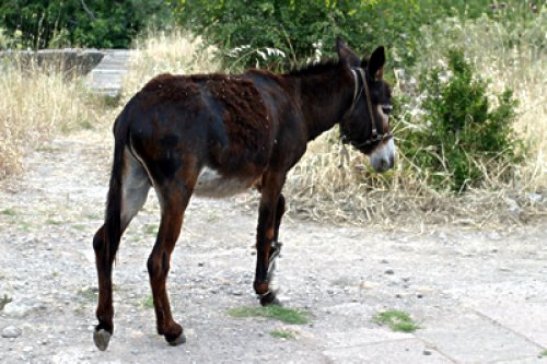 #turkish-images-block-title-0